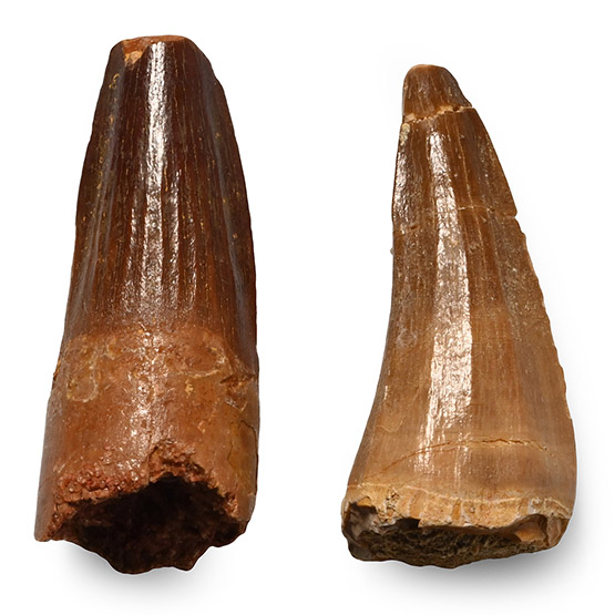 Fossil Spinosaurus and African T-Rex Dinosaur Tooth Group