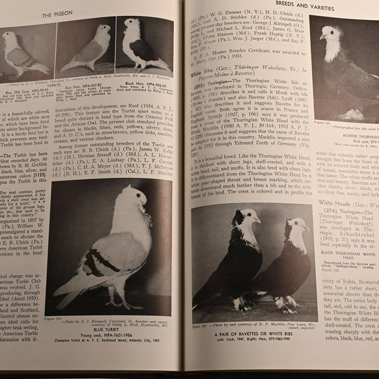 Book - The Pigeon