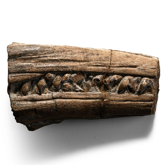 Bifacial Partial Fossil Ichthyosaur Jaw