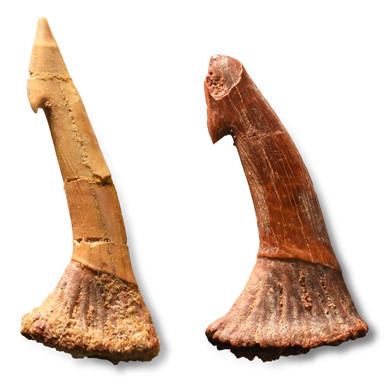 Fossil Sawfish Rostral Spine Group