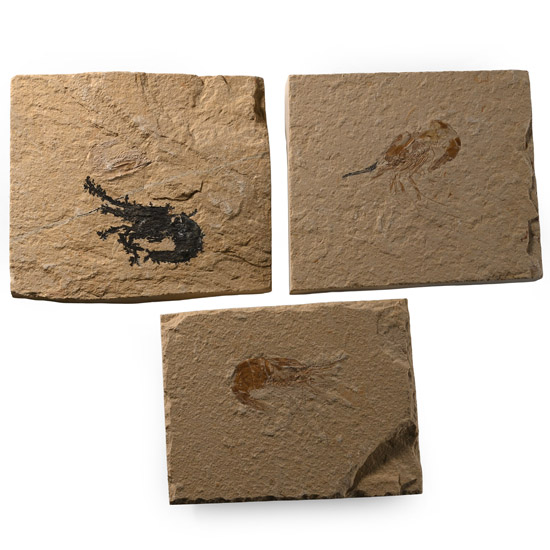 Fossil Lebanese Shrimp on Matrix Group