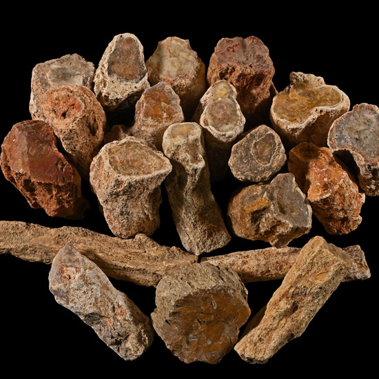 Unpolished Large Fossil Tree Branch Section Group