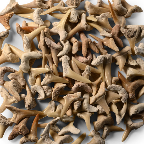 Fossil Sand Shark Tooth Group