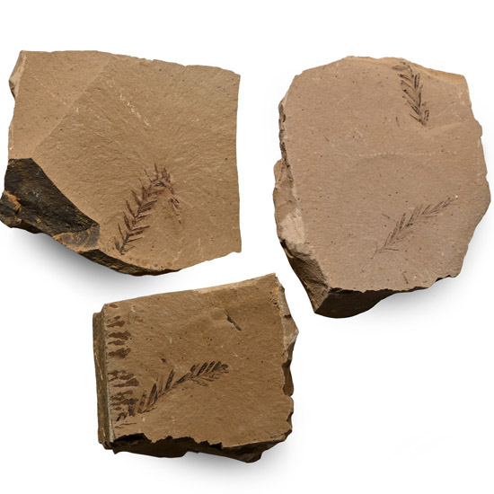 Dawn Redwood Fossil Plant Group