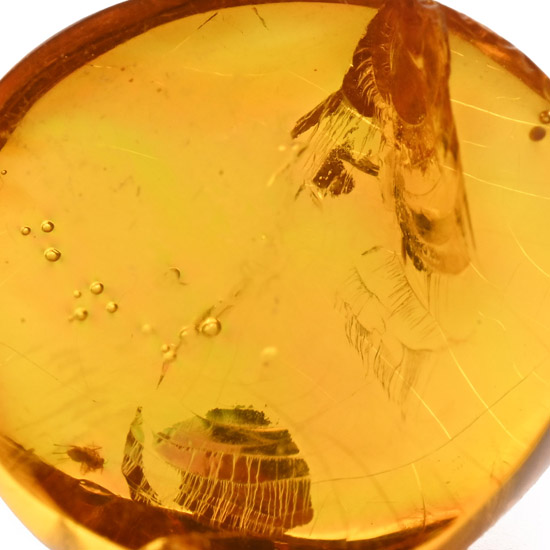 Fly in Polished Amber