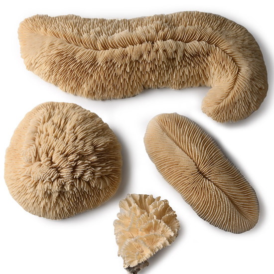 Mushroom and Lettuce Coral Collection