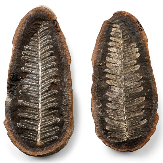 Fossil Fern in Opened Nodule