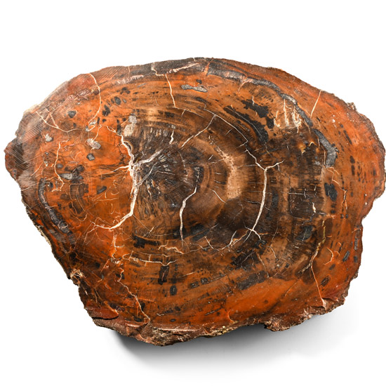 Large Madagascan Natural Unpolished Fossil Tree Trunk Slice