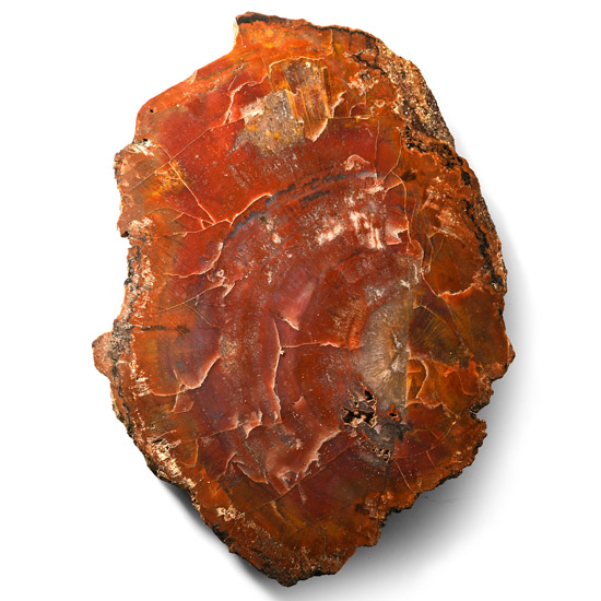 Large Madagascan Natural Unpolished Fossil Wood Section