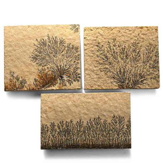 Manganese Dendrite Landscape Plaque Collection