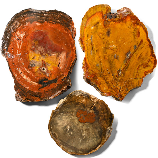 Three [3] Madagascan Cut and Polished Fossil Tree Sections