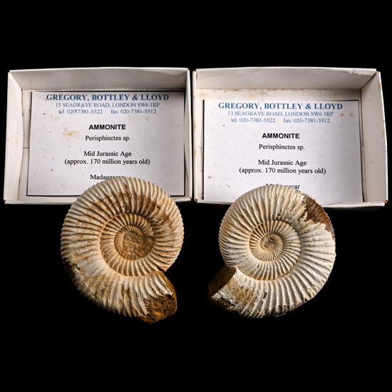 Group of Two [2] Boxed Madagascan Perisphinctid Fossil Ammonites