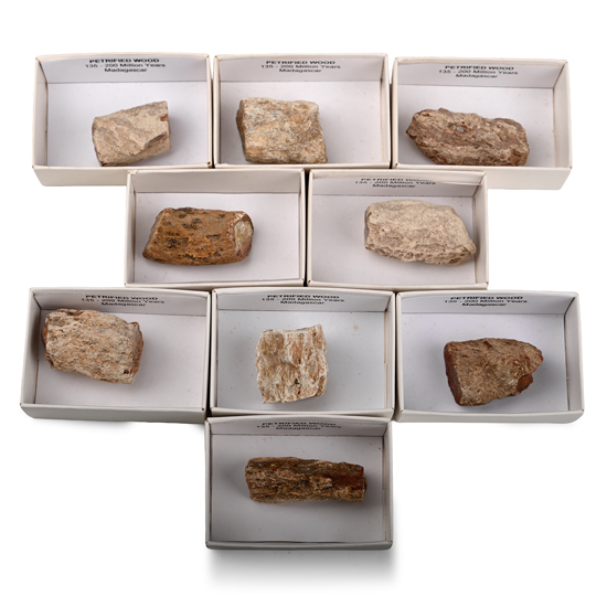 Collection of Nine [9] Boxed Madagascan Fossil Wood Display Pieces