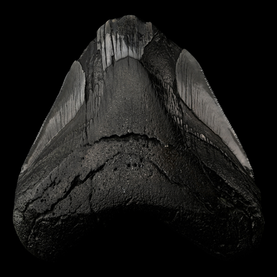 Worked Fossilised Megalodon Tooth