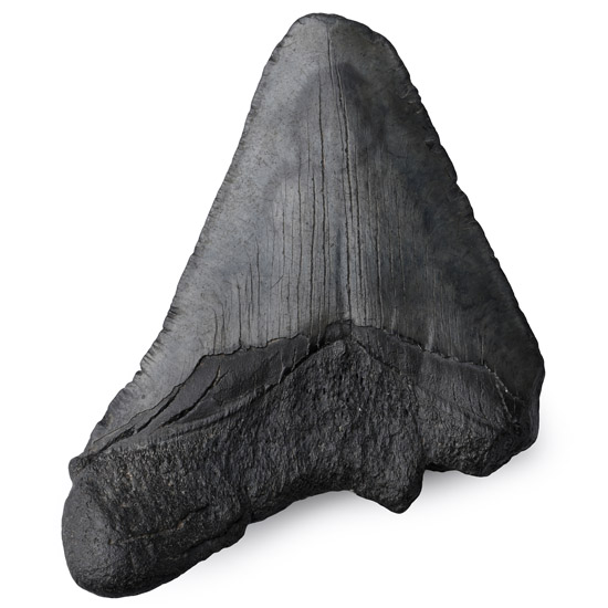 Fossil Megalodon Tooth