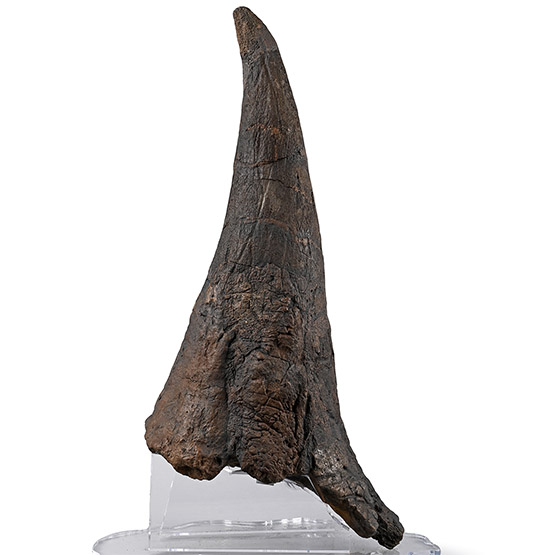 Adult Triceratops Dinosaur Fossilised Brow Horn