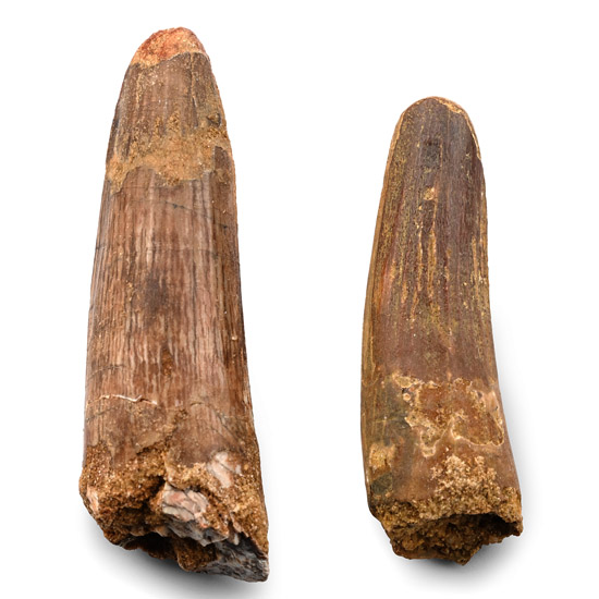 Fossil Spinosaurus and African T-Rex Dinosaur Tooth Group