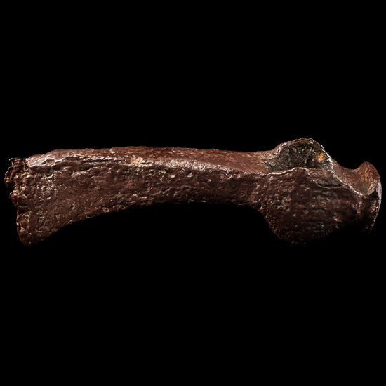 Viking Long-Cheeked Iron Axehead