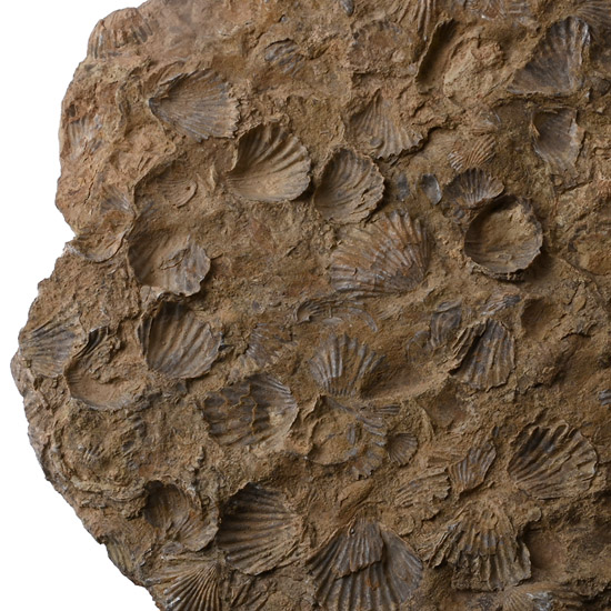 Large Slab with Fossil Shells