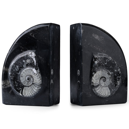 Polished Fossil Book End Pair