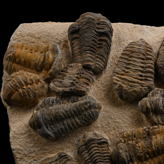 Fossil Flexicalymene Trilobite Group