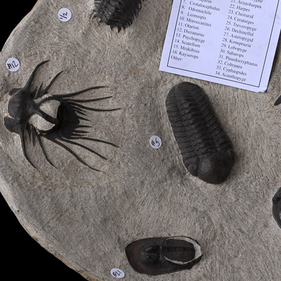 Composite Trilobite Cluster Bowl