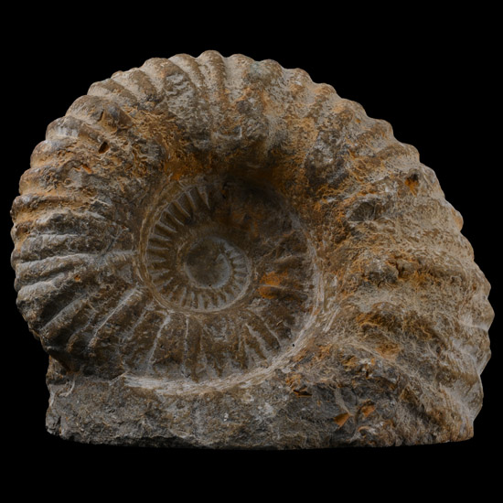 Large Fossil Agadir Ammonite with Cut Base