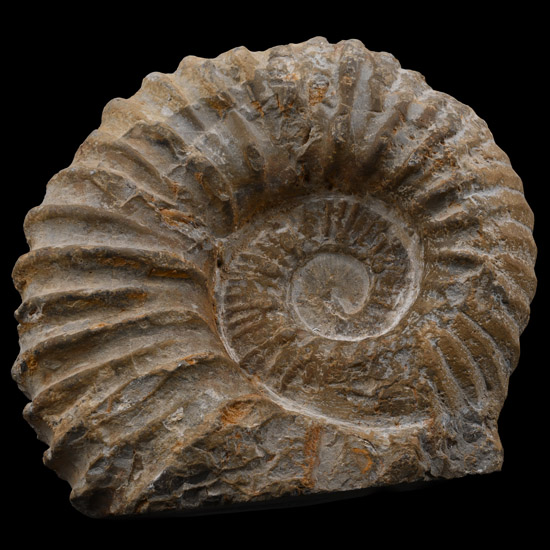 Large Fossil Agadir Ammonite with Cut Base