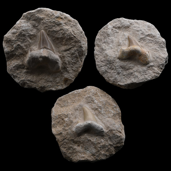 Group of Three Otodus Fossil Sharks Teeth on Rock