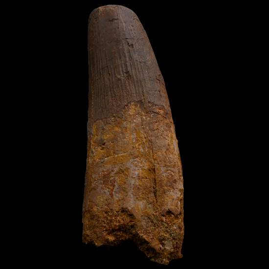 Very Large Spinosaurus Dinosaur Fossil Tooth