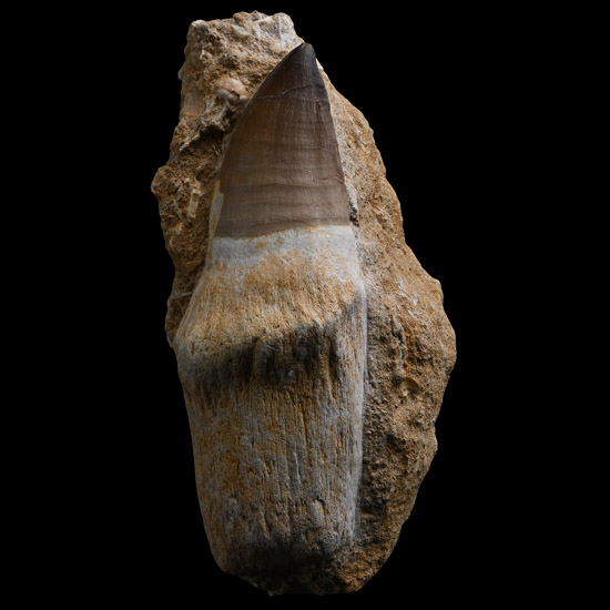 Large Mosasaur Marine Dinosaur Fossil Tooth with Natural Root