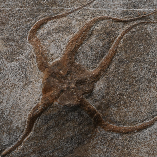 Brittlestar Fossil on Matrix