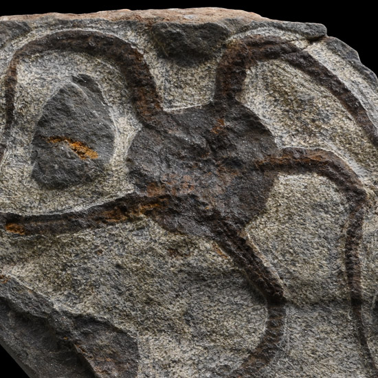 Brittlestar Fossil on Matrix