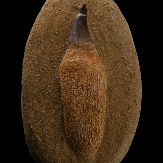 Mosasaur Marine Dinosaur Fossil Tooth on Composite Rock