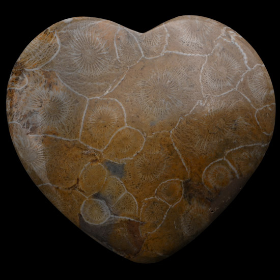 Large Polished Fossil Coral Head Heart