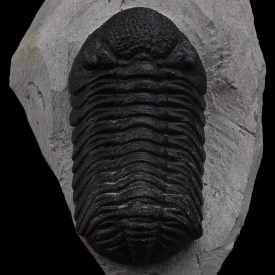 Fossil Phacops Trilobite on Matrix