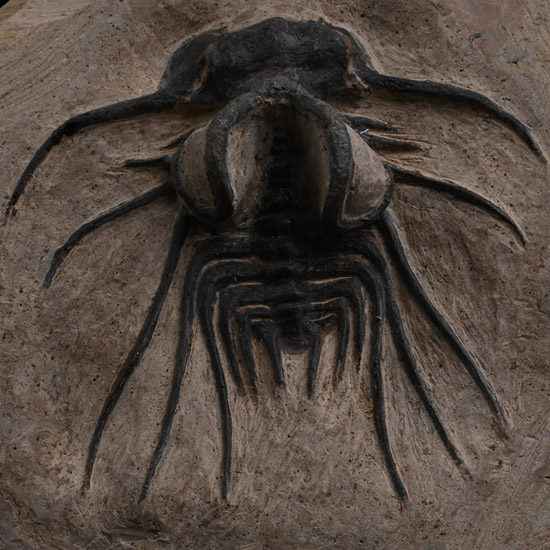 Fossil Dicranurus Monstrosus Trilobite on Matrix