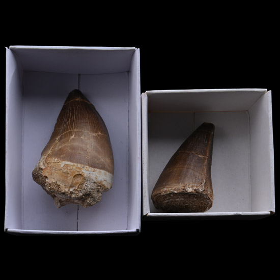 Mosasaur Marine Dinosaur Fossil Tooth Group