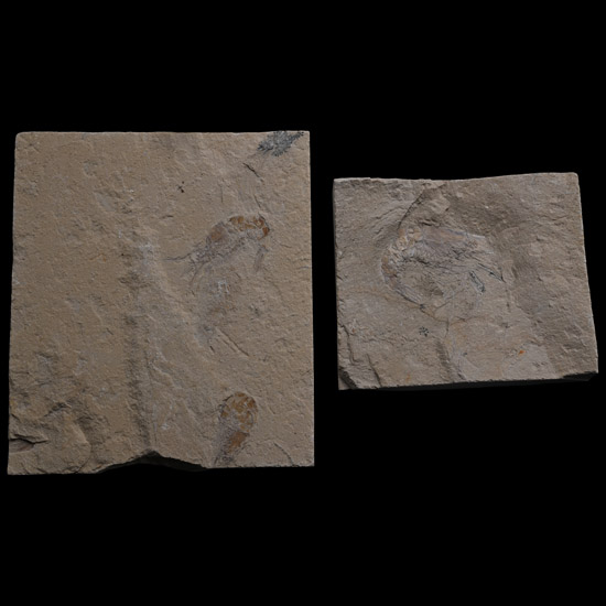 Fossil Shrimps from Lebanon