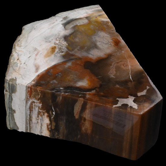 Cut and Polished Fossilised Tree Section