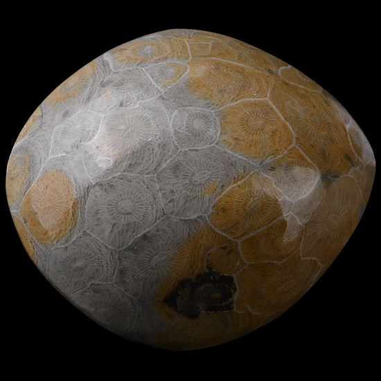Polished Fossil Coral Head