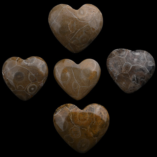 Group of Five Polished Fossil Coral Head Hearts