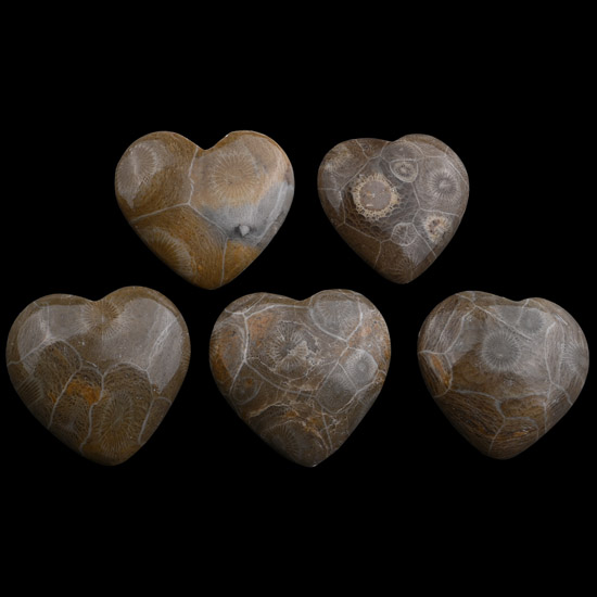 Group of Five Polished Fossil Coral Head Hearts