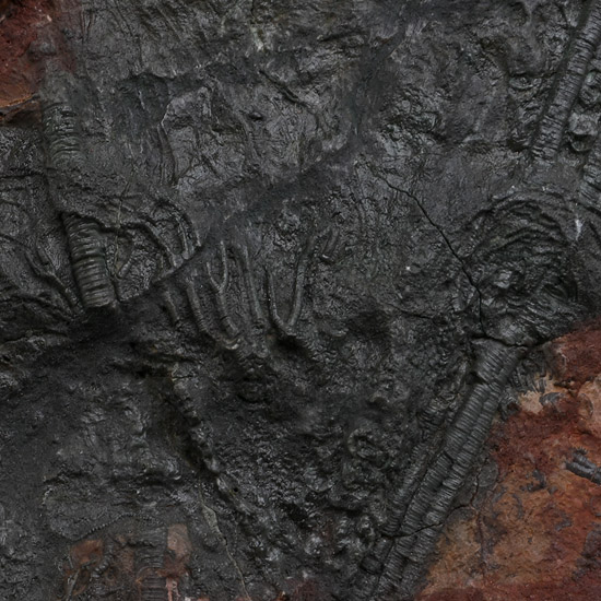 Fossil Mahoumacrinus Crinoid Plate