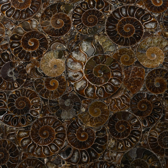 Madagascan Polished Fossil Ammonite Plate