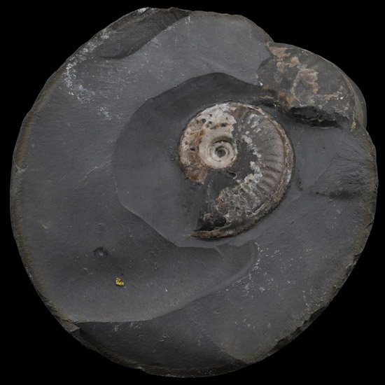 Fossil Ammonite