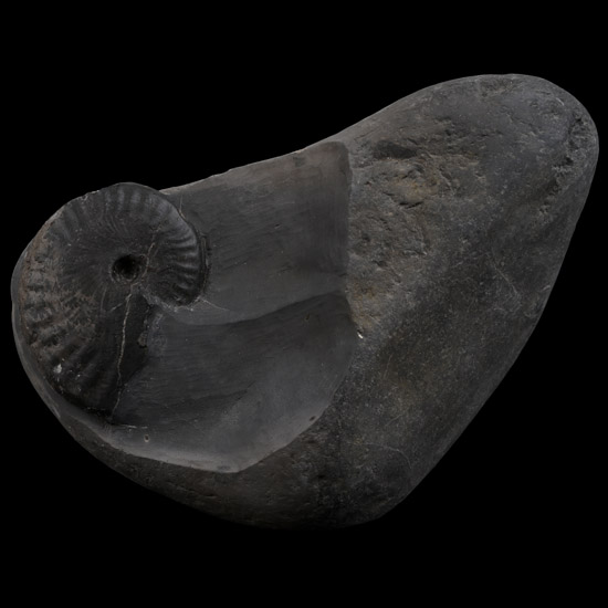 Fossil Dactylioceras Ammonite