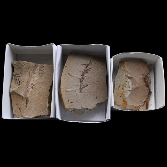 Group of Three Metasequoia Dawn Redwood Fossils