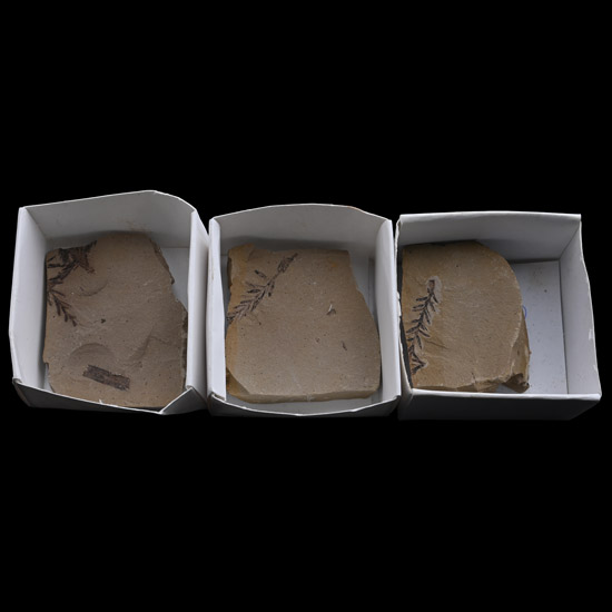 Group of Three Metasequoia Dawn Redwood Fossils