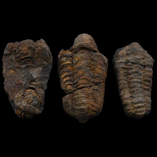 Fossil Flexicalymene Fossil Trilobite Group